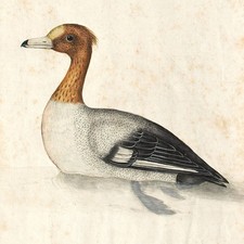 Zoologie Ente Erpel Pfeifente