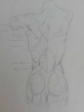 anatomische