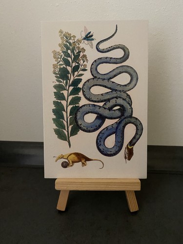 Postcard theme card snake - postcard,